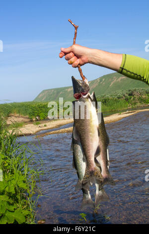 Fisherman with big fish chatch (Oncorhynchus gorbuscha) Stock Photo