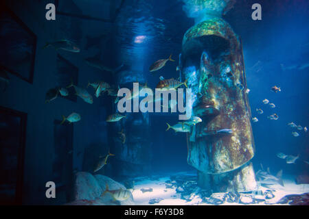 Shark tank at the Sea Live London Aquarium, UK Stock Photo