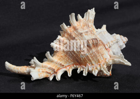 sea shell Stock Photo
