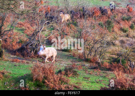 a wild pig, chased by wild ponies in the New Forest, Hampshire, England, UK Stock Photo