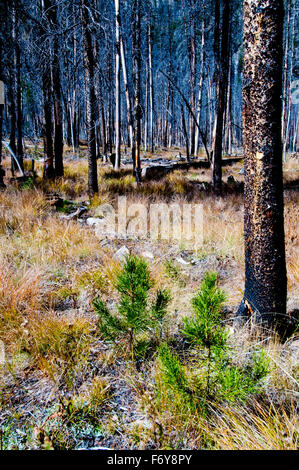 Lodgepole pine seedlings emerging in five-year-old forest fire site in central Idaho Stock Photo