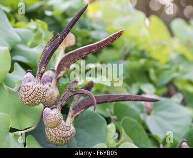 Aristolochia ringens Vahl or gaping dutchman's pipe flower Stock Photo