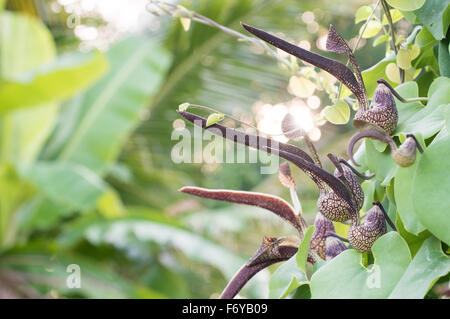 Aristolochia ringens Vahl or gaping dutchman's pipe flower Stock Photo