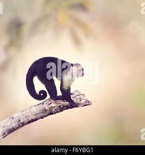 White Throated Capuchin Monkey on a Branch Stock Photo