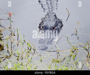 American Alligator in Florida Swamp Stock Photo