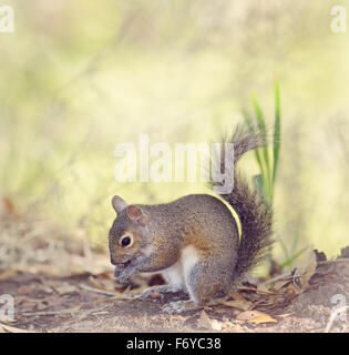Grey Squirrel Feeding in Florida Wetlands Stock Photo