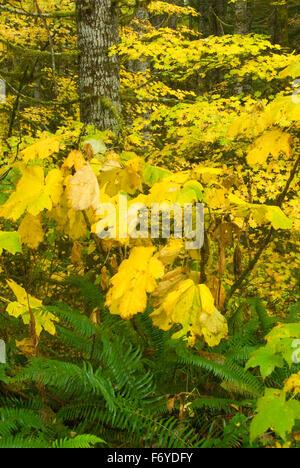 Coast Range forest with yellow Devil's club, Clatsop State Forest, Oregon Stock Photo