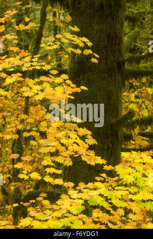 Coast Range forest with yellow vine maple, Clatsop State Forest, Oregon Stock Photo