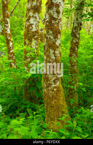 Red alder trunks along Bloom Lake Trail, Clatsop State Forest, Oregon Stock Photo