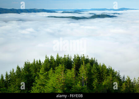 Fog from Kings Mountain Trail, Tillamook State Forest, Oregon Stock Photo