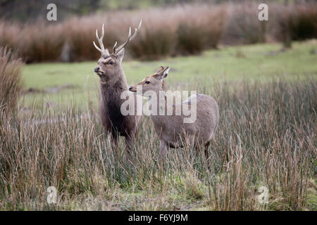 Sika Deer; Cervus nippon Male and Female in Winter; UK Stock Photo