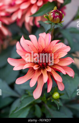 Dahlia 'Gallery Art Deco'. Stock Photo