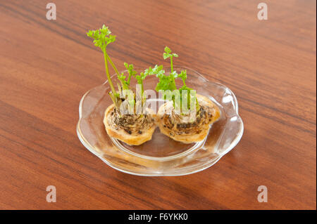 Cut parsley tops sprouting, burgeon fresh green shoot leaves growing from cut Petroselinum crispum vegetable roots pieces ... Stock Photo