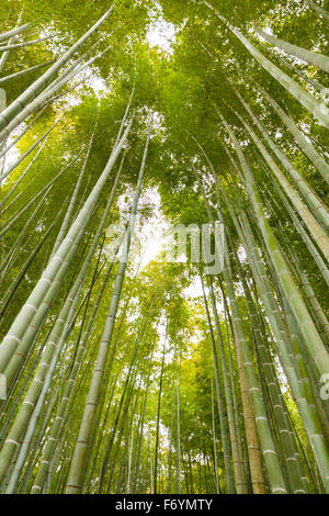 Bamboo forest in Tokyo Stock Photo
