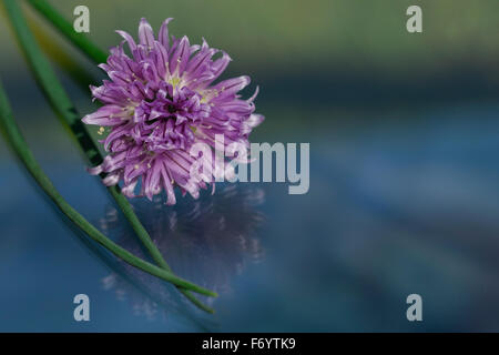 Chive herb flowers on beautiful bokeh background Stock Photo