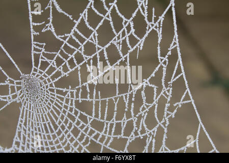 Spider's web covered in frost Stock Photo