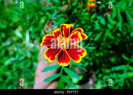 MARIGOLD ON OWN Stock Photo