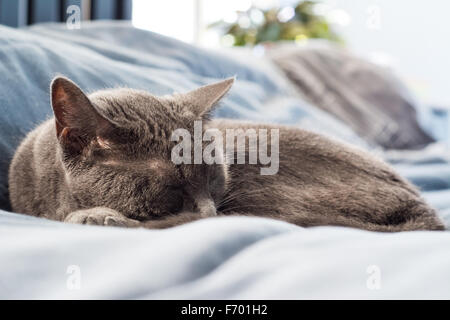 A grey cat napping on a bed Stock Photo