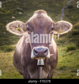 Closeup of a Swiss Dairy Cow Stock Photo