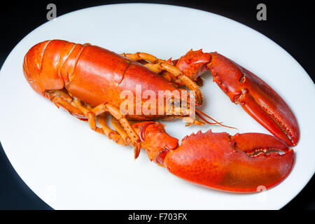 Red lobster on a white plate on a black background Stock Photo