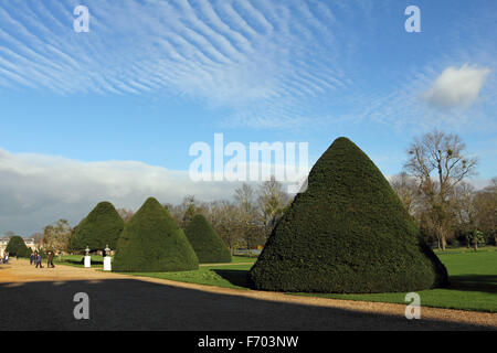 Hampton Court Palace, SW London. 22nd November, 2015. A chilly day of only 6 degrees celsius with blue skies and bright sunshine beside the River Thames at Hampton Court Court in South West London. The formal gardens with their famous conical yew trees are free to enter through the off peak winter season. Credit:  Julia Gavin UK/Alamy Live News Stock Photo