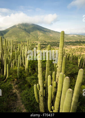 Cactus Landscape in Tehuacan Cuicatlan Reserve, Puebla, Mexico Stock Photo