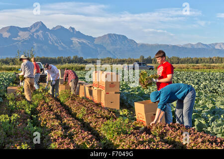 Young farm workers harvesting 'Red Leaf' lettuce, Chugach Mountains in background. Stock Photo