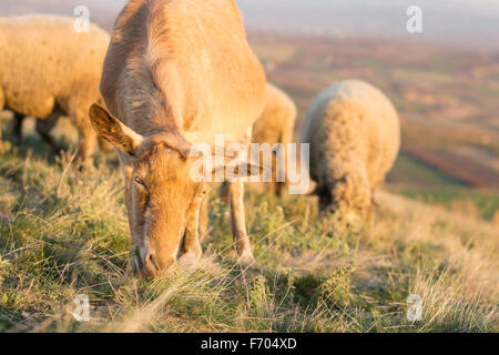 Goat grazing in the field with others in background facing the camera Stock Photo