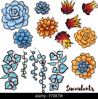 Succulents set  In the hand drawn style. Stock Vector