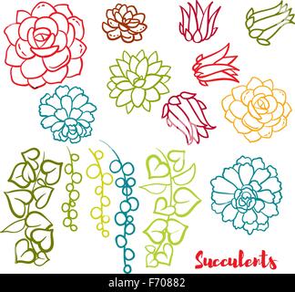 Succulents set  In the hand drawn style. Stock Vector