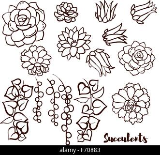 Succulents set  In the hand drawn style. Stock Vector