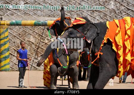 Pattaya, Thailand:  Elephants performing tricks with a hoola hoops as their trainer watches at the Nong Nooch Elephant Show Stock Photo