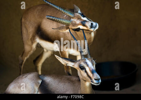 Two gazelles rest in a shaded area while one scratches its chin on the horn of another gazelle. Stock Photo