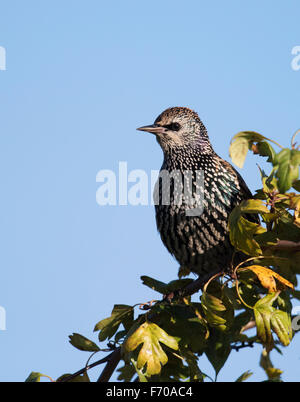 Starling (Sturnus vulgaris) perched in tree Stock Photo