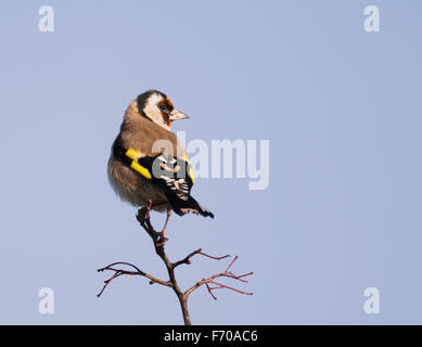 Goldfinch (Carduelis carduelis) perched on top of branch Stock Photo