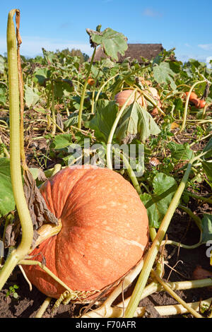 Organic pumpkins growing on the field Stock Photo