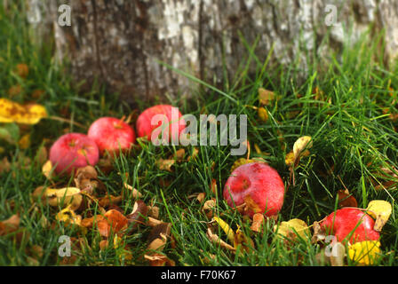 Old fallen apples  by an apple tree on autumn leaf covered grass Stock Photo