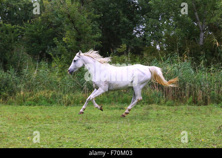 Arabian young grey horse galloping on pasture against green background Stock Photo
