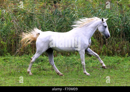 Purebred arabian mare canter on meadow summer time Stock Photo