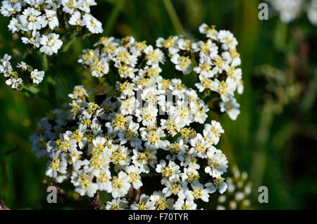 beautiful white caraway flower in summer sunlight Stock Photo