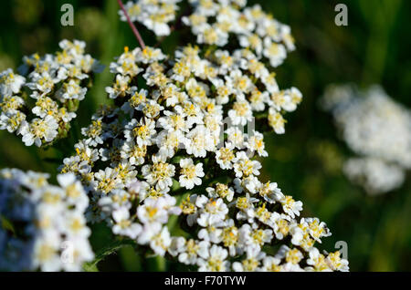 beautiful white caraway flower in summer sunlight Stock Photo