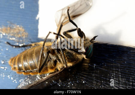 Flies stuck to flypaper - Stock Image - C011/3720 - Science Photo Library