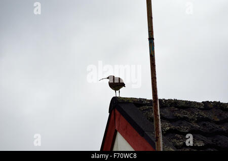eurasian curlew bird parent keep lookout from house top Stock Photo