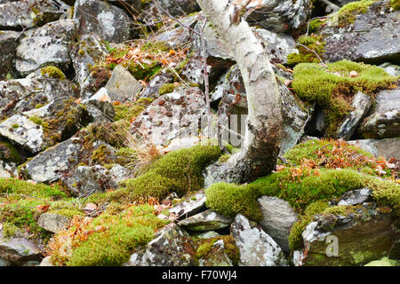abstract background from stones covered by moss, sharp irregular stones of various types colorful and harmonious Stock Photo