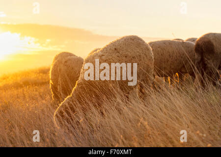 Sheep grazing in the field enjoying last minutes of pleasant sunshine Stock Photo