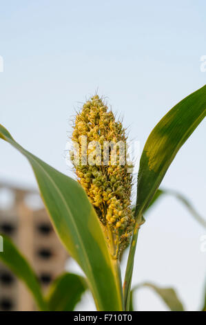 Pearl millet, pune, maharashtra, india, asia Stock Photo