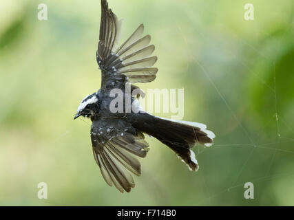 White-browed fantail (Rhipidura aureola) caught in the web of a giant wood spider,  Sitamata wildlife sanctuary Rajasthan, India Stock Photo