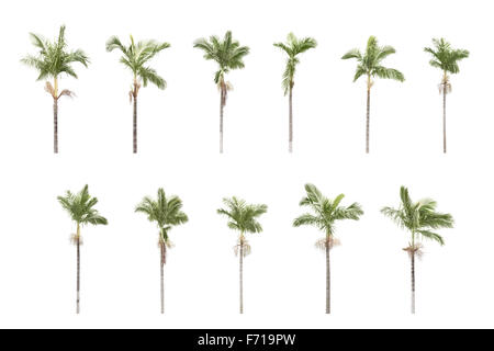 Panorama shoot for two group of palm trees isolated on white background in park. Stock Photo
