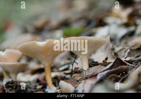 Wild mushroom, Common Funnel, Infundibulicybe gibba, Clitocybe gibba, in forest. Spain. Stock Photo