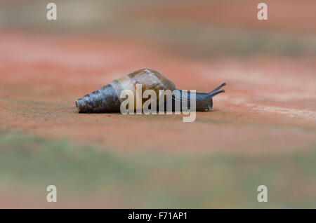 Decollate snail, Rumina decollata after rain moving over terrace. Spain Stock Photo